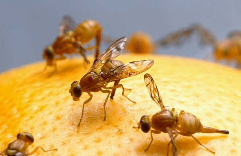 Expert Tips on How To Get Rid of Gnats and Fruit Flies