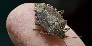 Fight Back Against Stink Bugs: Seek Professional Help