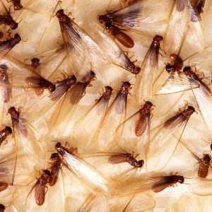 3 Signs Your Home is Being Invaded by Termites