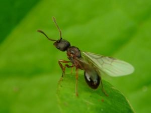 How to tell the difference between flying ants and termites