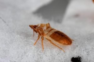 What To Do If You Have Bed Bugs In Your Home