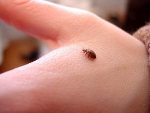 5 Tips on How to Prevent Your Home From Being Invaded by Bed Bugs