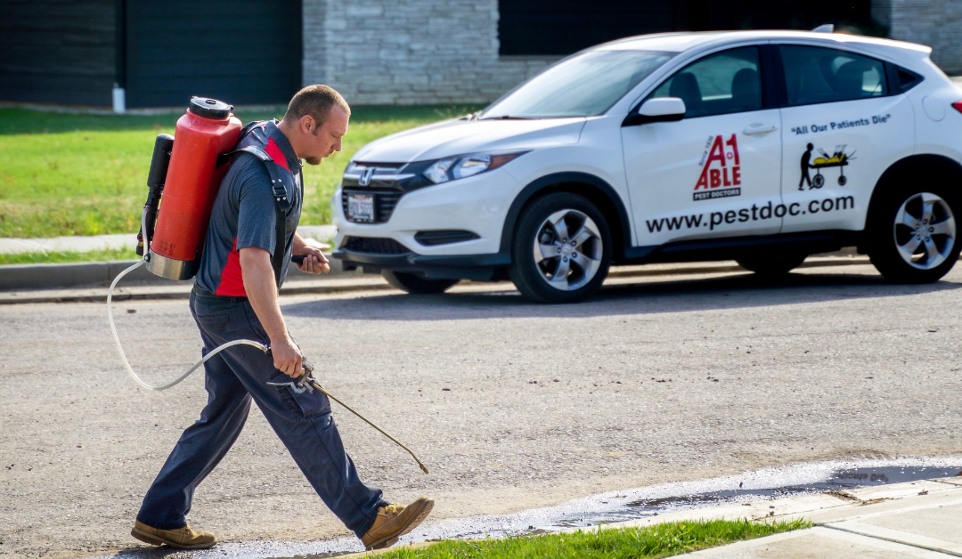 Preventing Ant Infestations