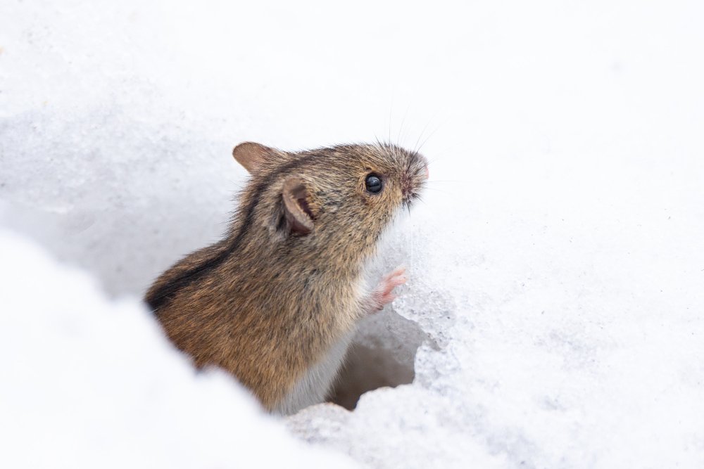 Rodent Control in Winter