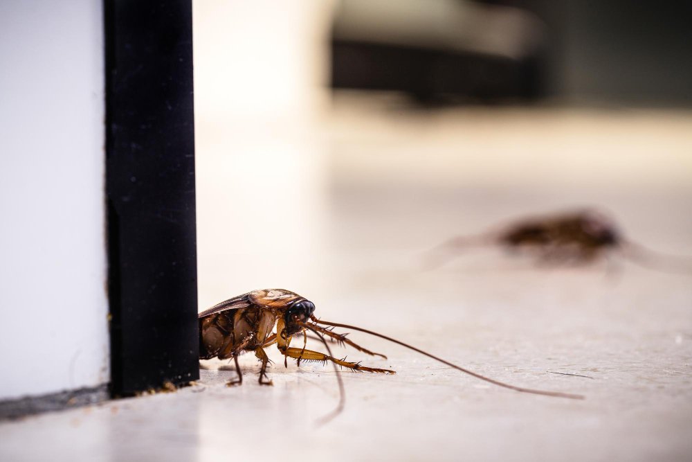 Winter Pest Control for Businesses: Protecting Your Workspace