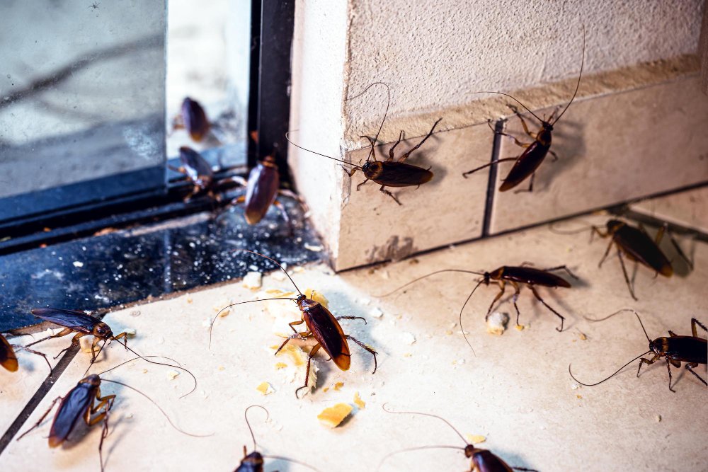 How to Keep Your Home Pest-Free When It’s Cold Outside