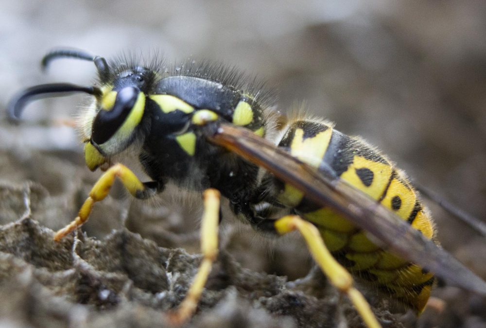 Identifying Different Types of Stinging Insects